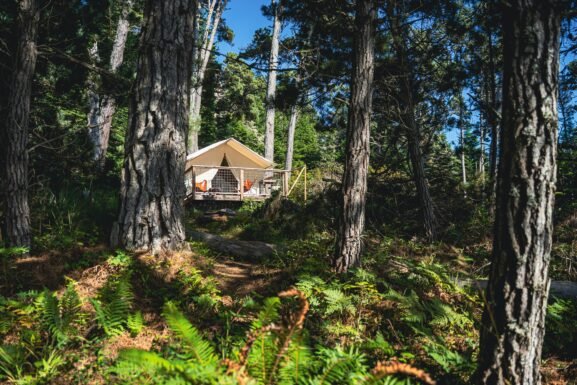 Luxury glamping accommodation surrounded by nature